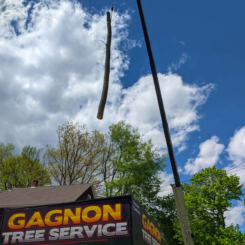 Gagnon-Tree-Service-4